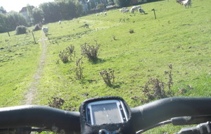 A St Momelin, on traverse une pâture au milieu des vaches, heureusement elles sont calmes.